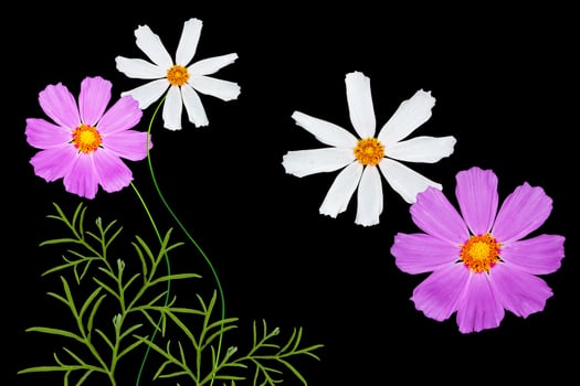 Bright colorful cosmos flowers photo