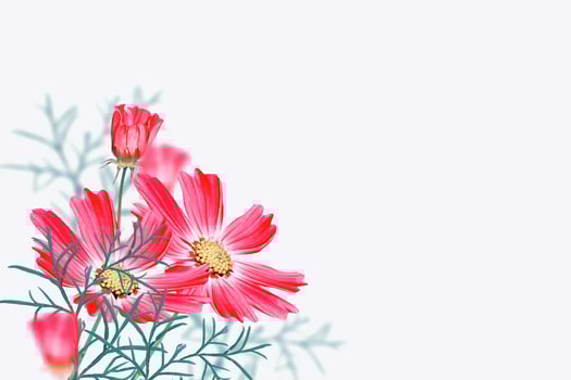 Bright colorful cosmos flowers photo