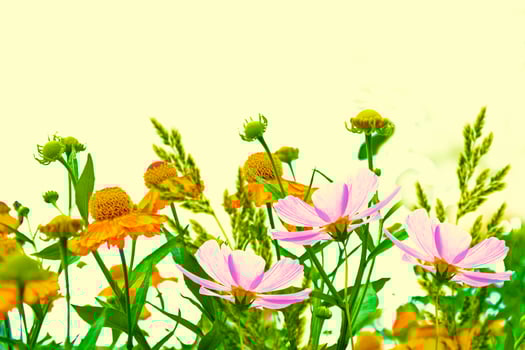 Colorful bright flowers marigold against the background of the summer landscape. photo
