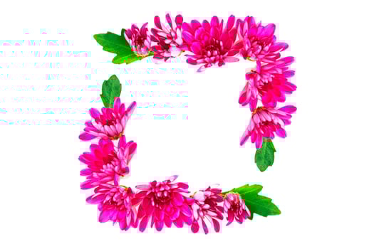 Colorful autumn flowers of chrysanthemum photo