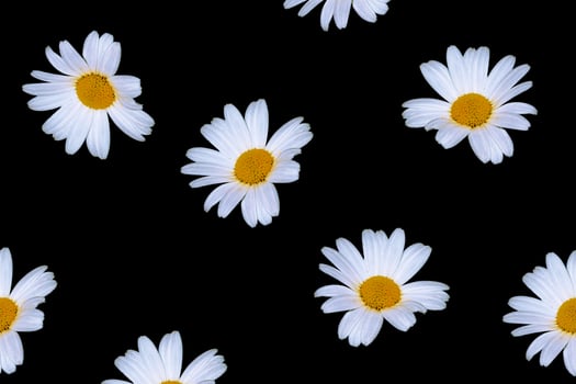 daisies summer white flower isolated on black background photo