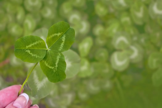 Woman's hand with a green flower for good luck. photo