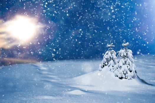 Frozen winter forest with snow covered trees. photo