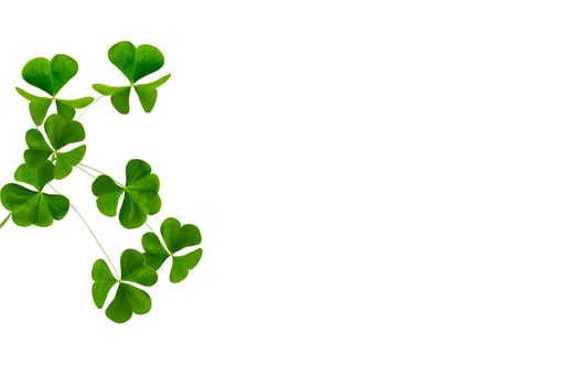 green clover leaves isolated on white background. St.Patrick 's Day photo