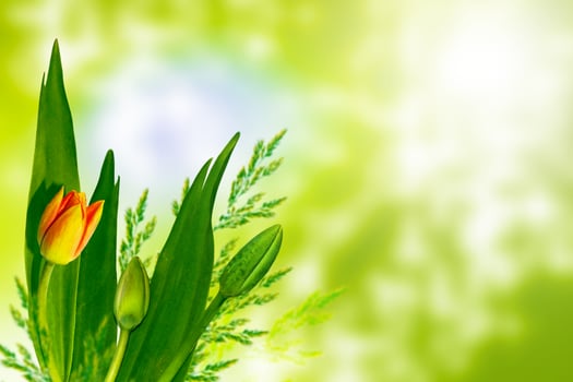Bright colorful spring flowers photo