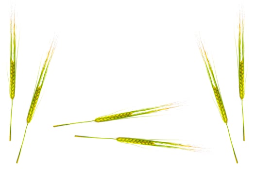 wheat ears isolated on white background. photo