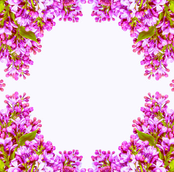 spring flowers lilac. nature photo