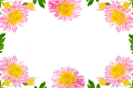 Colorful autumn flowers of chrysanthemum photo