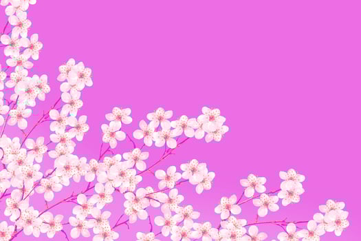 Flowering cherry. Spring flowering garden. photo