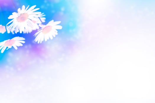 Blurred. White bright daisy flowers photo