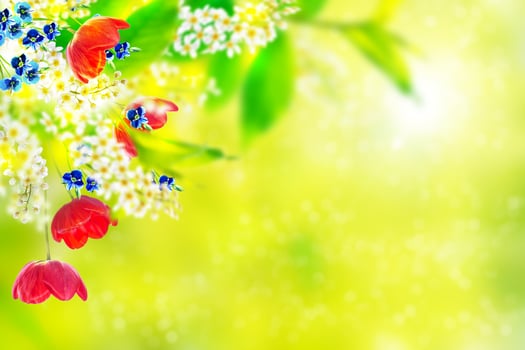 Bright colorful spring flowers photo