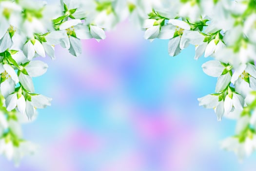 White jasmine The branch delicate spring flowers photo