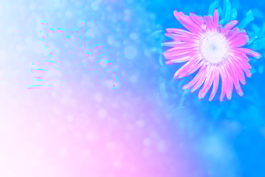 Colorful autumn flowers of aster photo