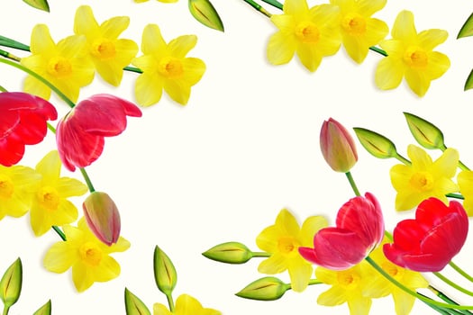 spring flowers narcissus, tulip isolated on white background photo