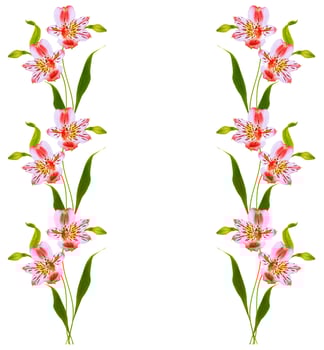 Bright alstroemeria flowers isolated on white background. photo