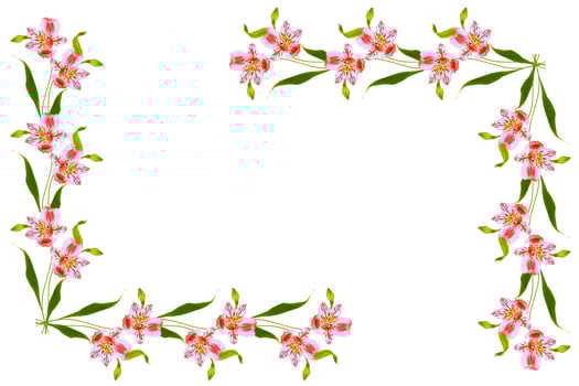 Bright alstroemeria flowers isolated on white background. photo