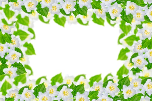 branch of jasmine flowers isolated on white background. photo