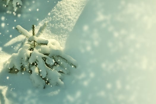 Frozen winter forest with snow covered trees. photo