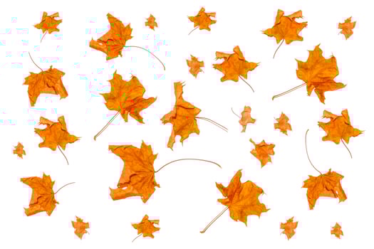 Bright colorful autumn leaves photo