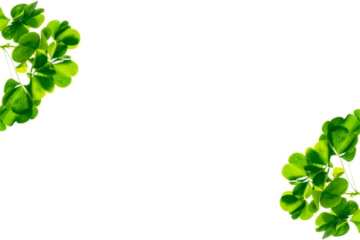 green clover leaves isolated on white background. St.Patrick 's Day photo