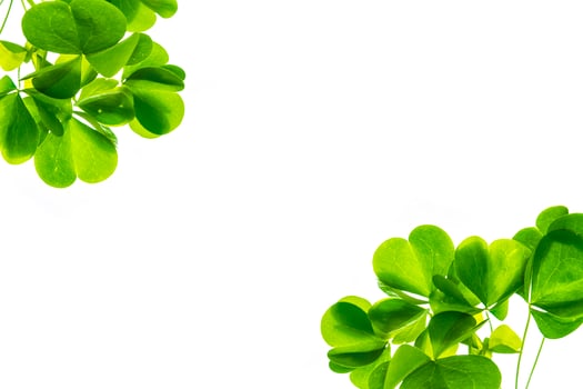 green clover leaves isolated on white background. St.Patrick 's Day photo
