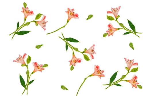 Bright alstroemeria flowers isolated on white background. photo