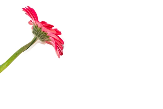 Colorful autumn flowers of gerbera photo