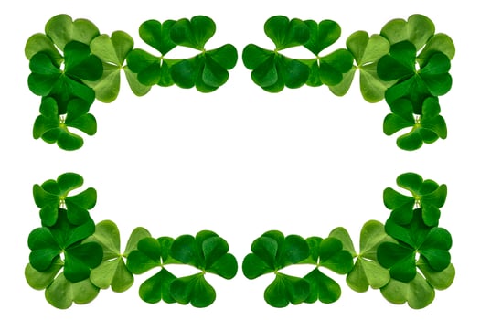 green clover leaves isolated on white background. St.Patrick 's Day photo