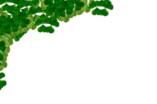 green clover leaves isolated on white background. St.Patrick 's Day photo