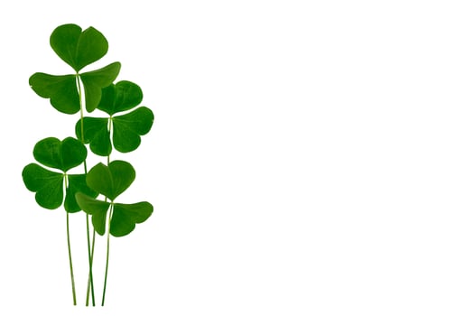 green clover leaves isolated on white background. St.Patrick 's Day photo