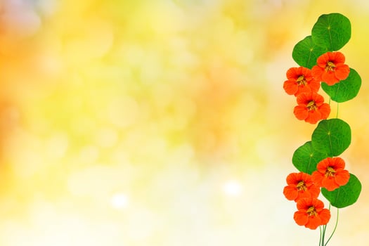 nasturtium flowers. Summer landscape photo