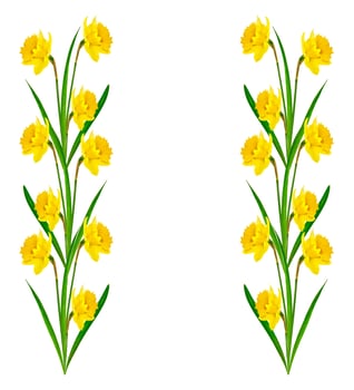 spring flowers narcissus isolated on white background photo