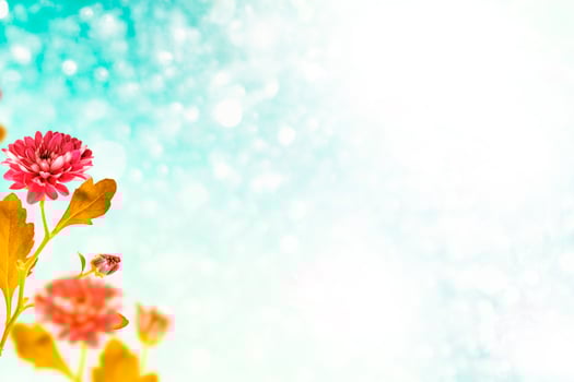 Colorful autumn flowers of chrysanthemum photo