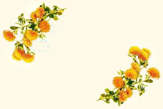 Colorful autumn flowers of chrysanthemum photo