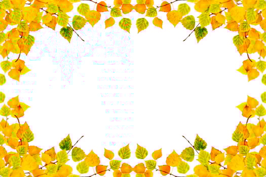 Bright colorful autumn leaves photo