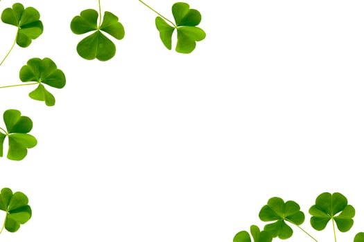 green clover leaves isolated on white background. St.Patrick 's Day photo