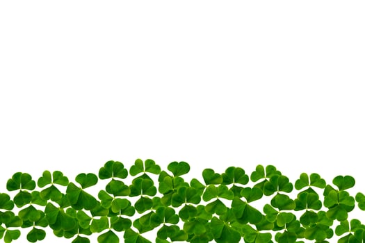 green clover leaves isolated on white background. St.Patrick 's Day photo