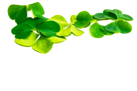 green clover leaves isolated on white background. St.Patrick 's Day photo