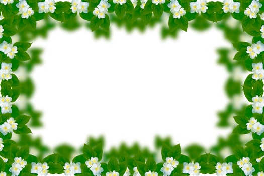branch of jasmine flowers isolated on white background. photo
