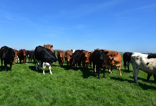 Cattle Clustered Together in a Grass Pasture photo