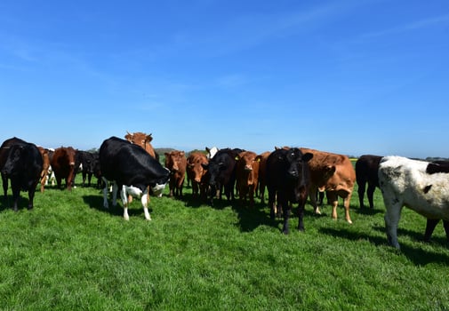Herd of Cattle on a Farm in Northern England photo