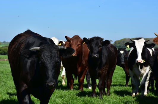Herd of Cows Standing in a Field in England photo