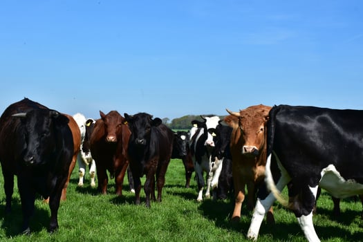 Large Herd of Cows on a Farm in England photo