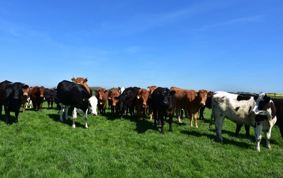 Farm with a Herd of Cows in Northern England photo