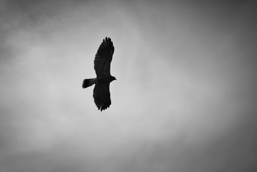a bald eagle. detailed shot. graceful and proud bird. photo