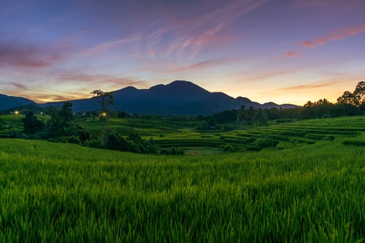 panorama of the natural beauty of asia. wide view of green and beautiful rice fields photo