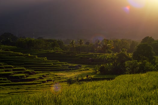 panorama of the natural beauty of asia. the view of the rice fields in the beautiful sunrise photo