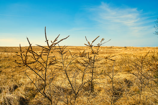 Sea buck thorn bush on the beach transition to the Baltic Sea. Berries rich in vitamin C photo