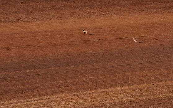 Two deers running on big meadow. Brown colored field in Moravia photo