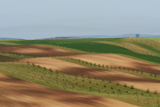 Beautiful nature. Line of fresh trees on the green agriciltural fields at daytime photo